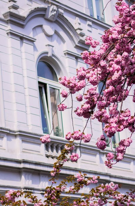 Branches of pink cherry blossom flowers in full bloom against a historical building